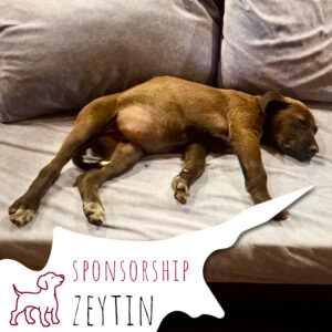 Sponsorship_Dogs_Zeytin_11