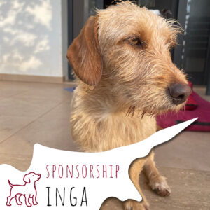 Sposorship_Northcyprus_INGA