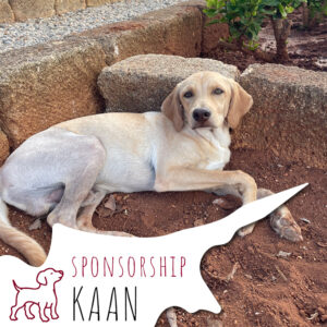 Sposorship_Northcyprus_KAAN