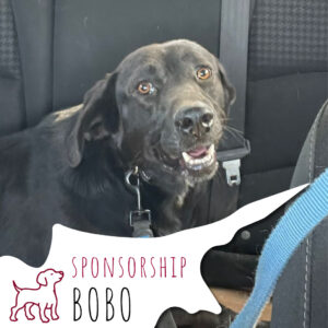 BOBO