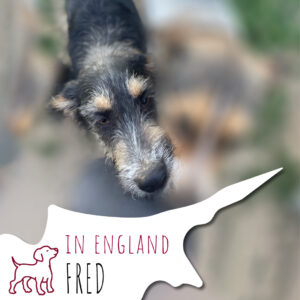 Sposorship_Northcyprus_FRED