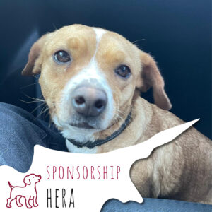 HERA