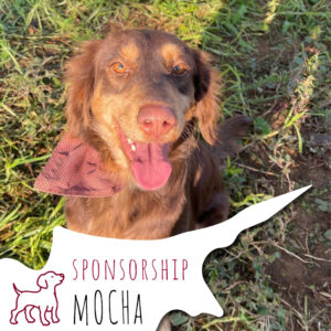 MOCHA