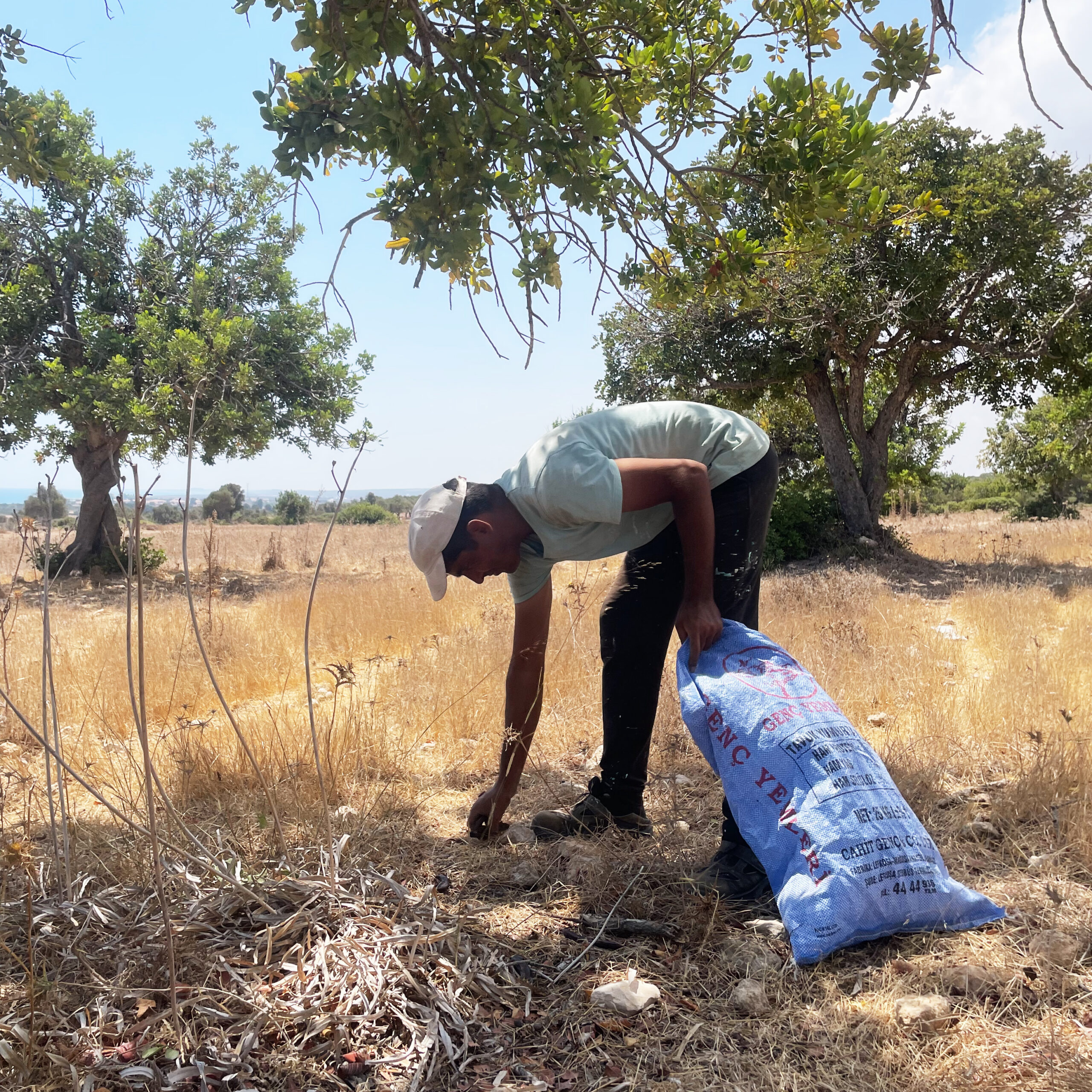 Carob harvest