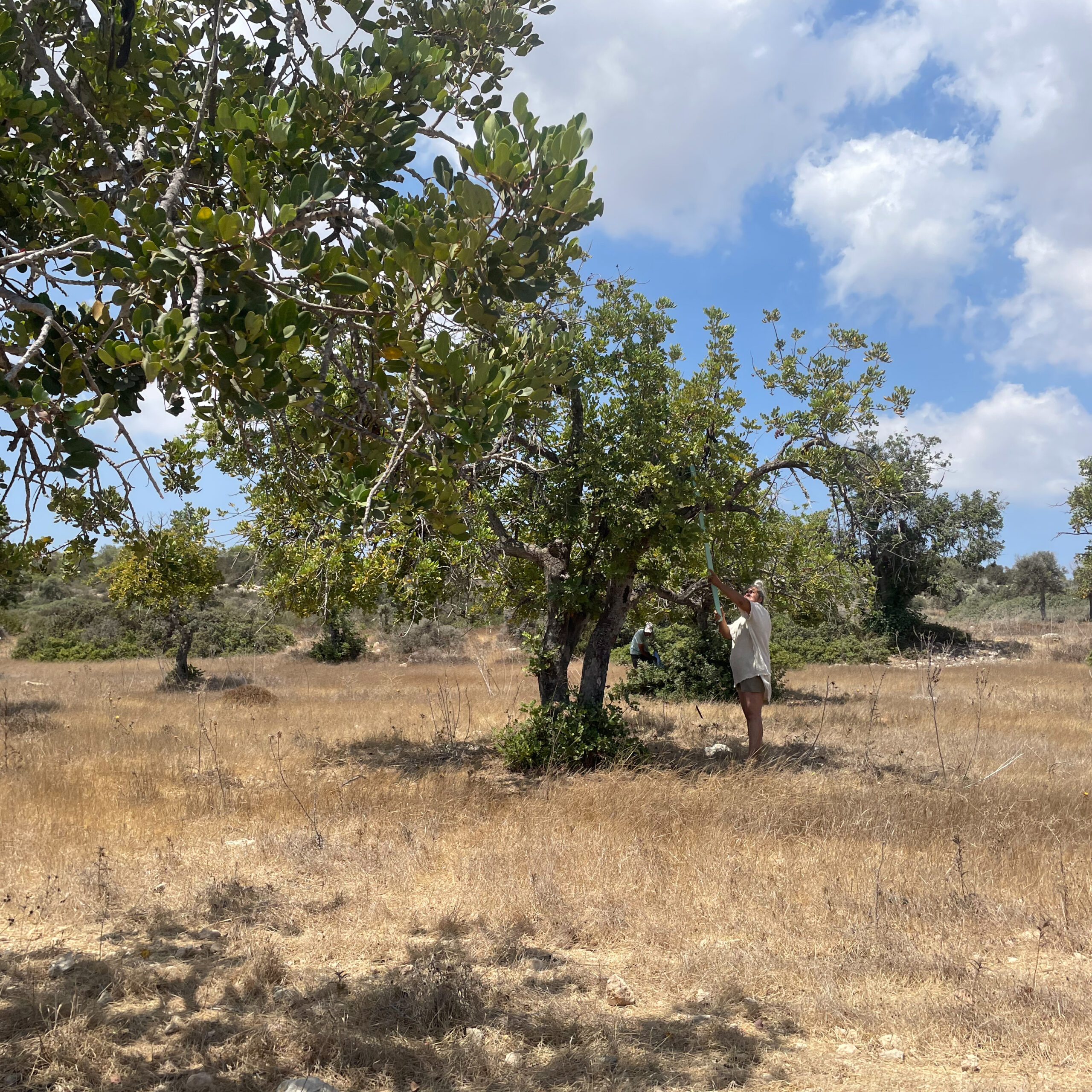 Carob harvest