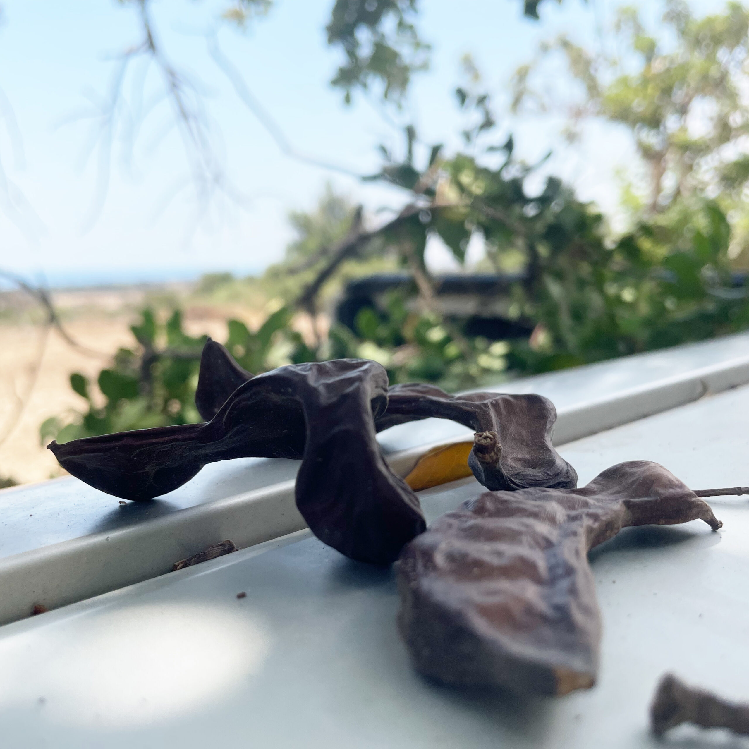 Carob harvest