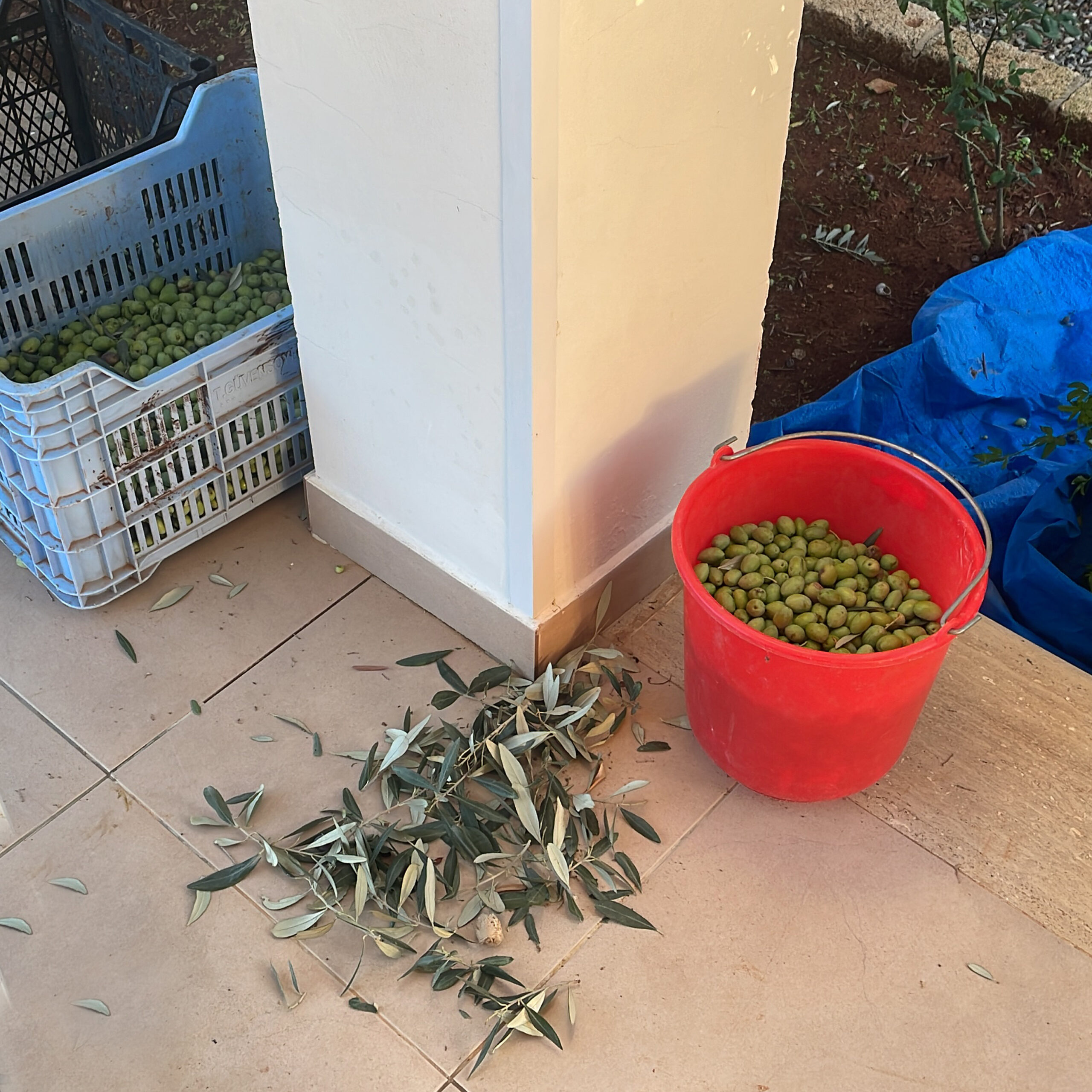 Olive Harvest