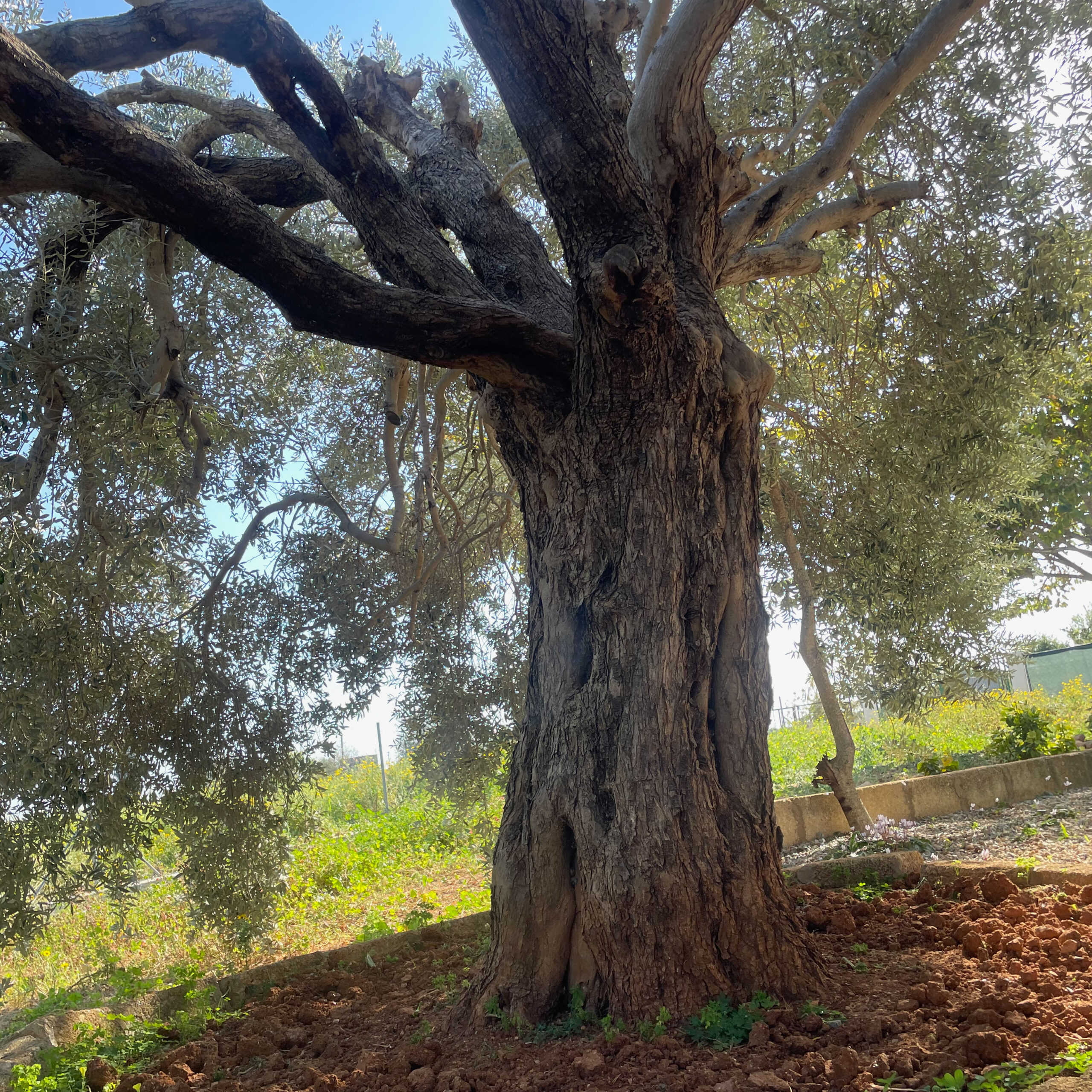 Olive Harvest