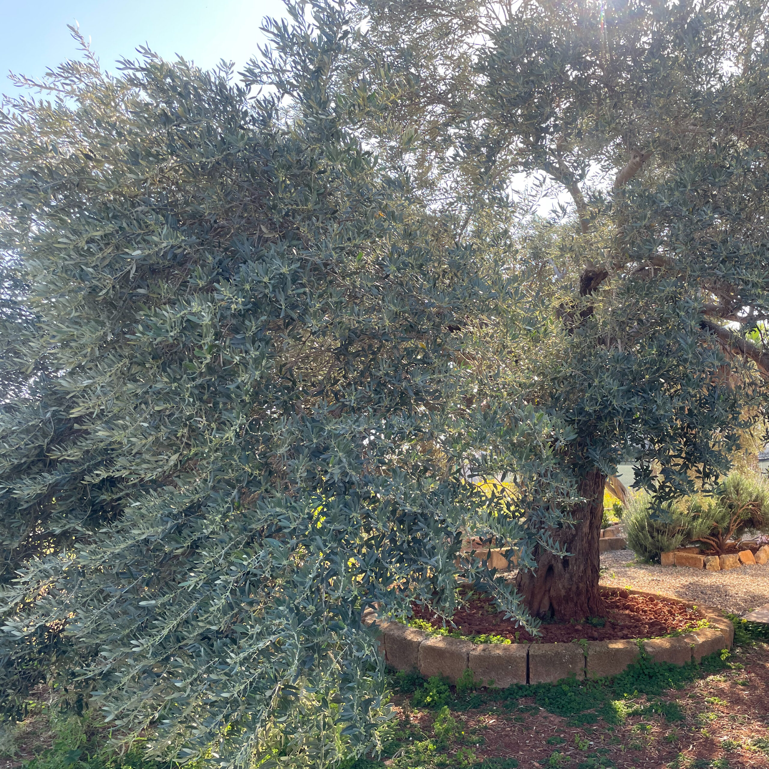 Olive Harvest