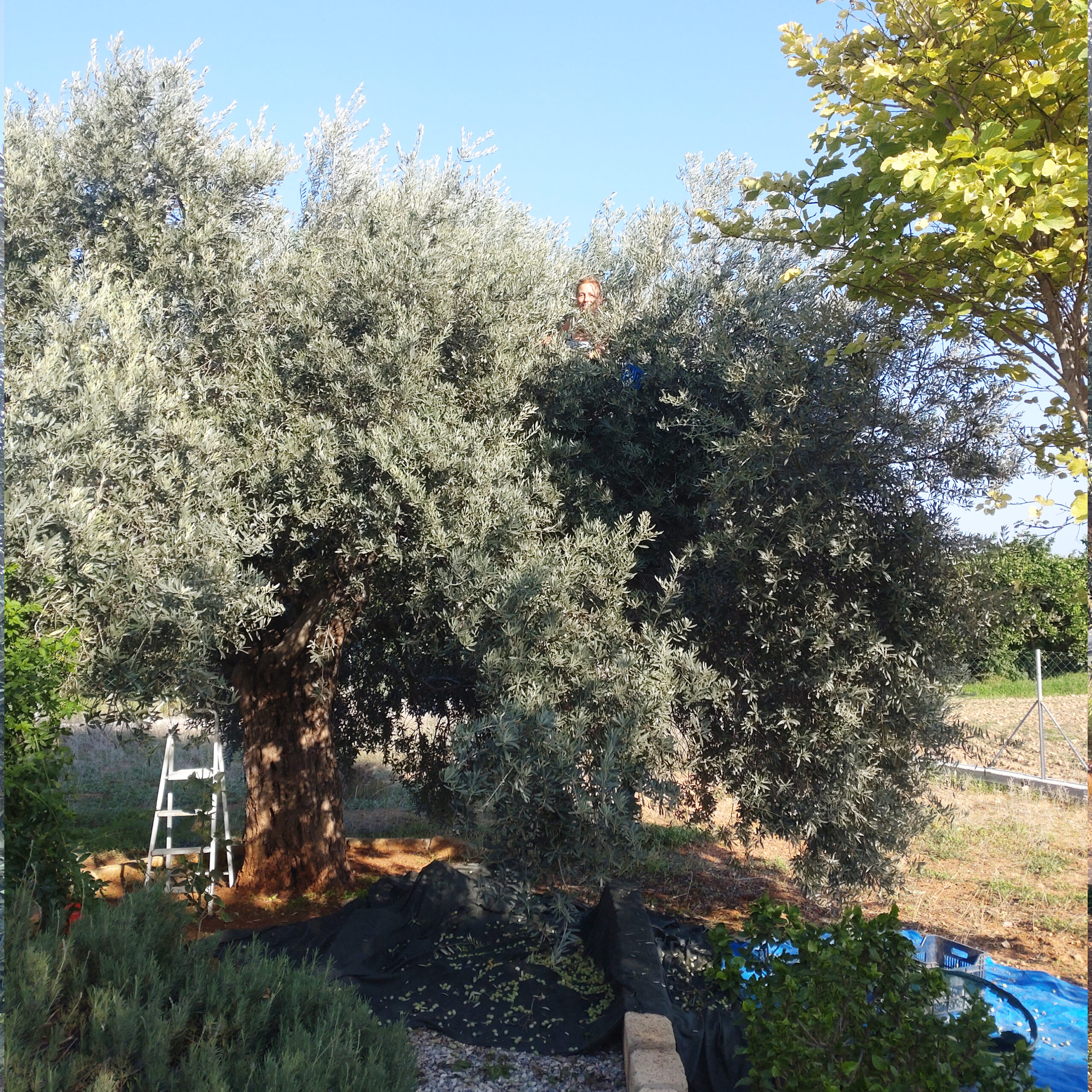 Olive Harvest