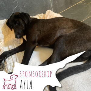 Ayla_ENC_Sponsorship_Dogs