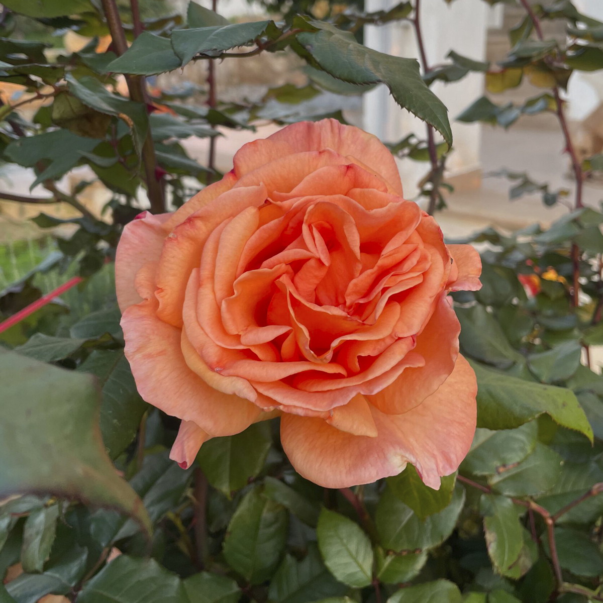 The rose is the logo