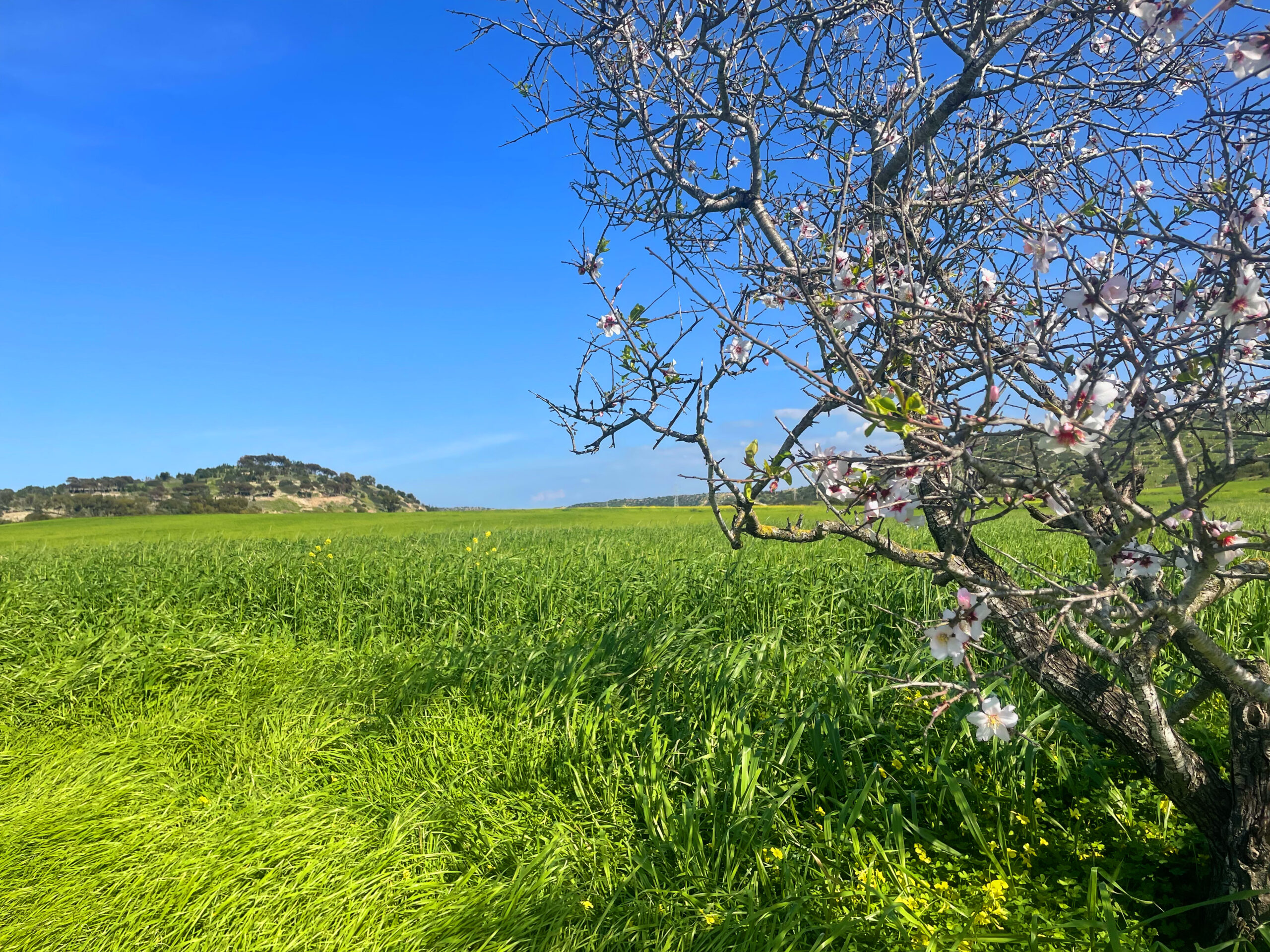 Kumyali_Balalan_Mehmetcik